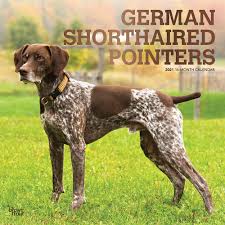 Please share the love with someone else and thumbs up if you. German Shorthaired Pointers 2021 12 X 12 Inch Monthly Square Wall Calendar With Foil Stamped Cover Animals Dog Breeds Browntrout Publishers Inc Browntrout Publishers Editing Team Browntrout Publishers Design Team Browntrout Publishers