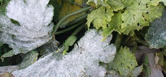 As with all pests and diseases, the best means of controlling powdery mildew is proactive prevention. Squash Powdery Mildew Guide