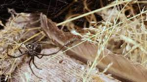 Though very poisonous, they are also considered beneficial it turned out those white spheres were black widow spider egg masses. This Week In History Black Widow Spiders Live In B C Especially At Island View Beach