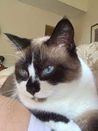 100 Snowshoe Cats - My New Love Ideas Snowshoe Cat Cats Cute Cats