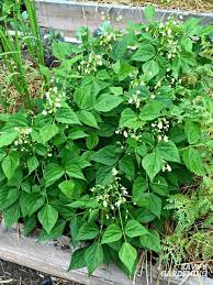 Plant bush beans on rows that are 2½ to 3 feet apart. Growing Green Beans In Garden Beds And Containers