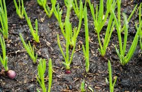 Easy tips for growing shallots in your backyard vegetable garden. Growing Shallots Top Tips For Easy Growing