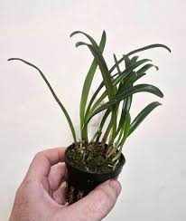 Image result for Asplenium theciferum