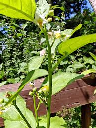 Image result for Solanum aethiopicum
