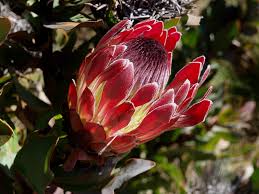 Image result for Protea wentzeliana