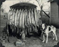 pin on nc plott hounds coon hounds