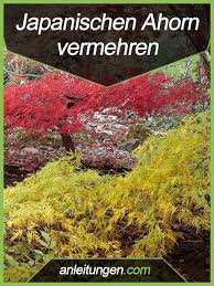 Japanischen Ahorn Vermehren Der Japanische Ahorn Lasst Sich Recht Einfach Uber Stecklinge Vermehre Hydrokultur Garten Japanische Ahornbaume Japanischer Ahorn