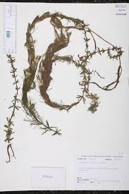 Image result for Limnophila indica