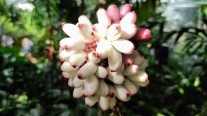 Image result for Anchomanes