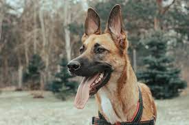 Will An Untrained Dog Protect Its Owner Born For Pets