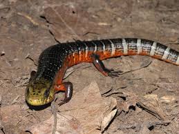 Image result for Isoglossa gregorii