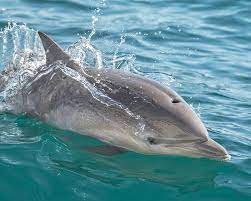 Just minutes after being born a baby dolphin is able to swim on its own.  This