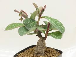 Image result for Monadenium pseudoracemosum