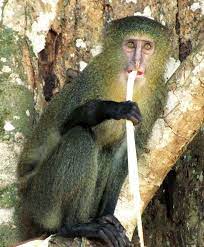 New Monkey Species Has Bright Blue Bottom Futurity Monkey Species Primates Monkey