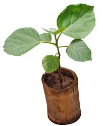 Image result for Polysphaeria multiflora