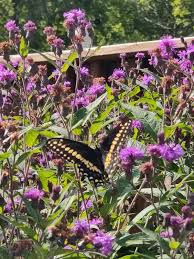 Image result for Vernonia zanzibarensis
