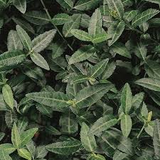 Image result for Euonymus fortunei