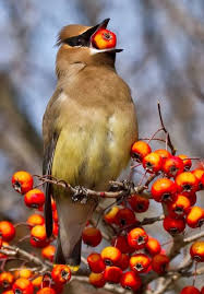 Unknown Birds Outside My Window Cedar Waxwing Cedar Waxwing Birds Beautiful Birds