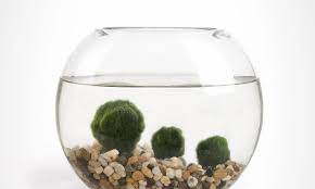Marimo Moss Ball Care How To Grow And Care For Marimo Moss Marimo Moss Ball Marimo Moss Marimo Moss Ball Terrarium