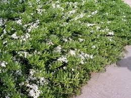 Image result for Myoporum