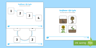 This set includes playing cards with 8 sequential stages of the this is played like a traditional card game of war, except instead of using numbers, student will use the stages of the sunflower life cycle. Sunflowers Ks1 Life Cycle Worksheets Primary Resources