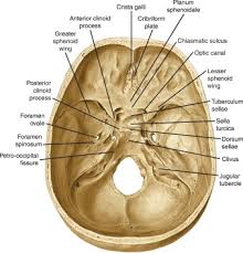 The lesion originates at the left neural foramina and grows along the course of the brachial plexus (red arrow). Imaging Of Skull Base Lesions Sciencedirect