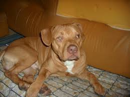 Sérieux j'en avait un comme ça.pas pitbull mais un peut dominant. Detenir Un Chien Croise American Staff Pitbull Red Nose En France Ne En Italie La Loi