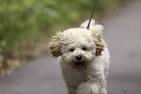 PuppyFind | Malti Poo Puppies for Sale