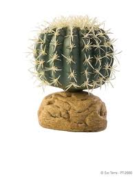 Entonces, ¿cuánto líquido necesita el adulto promedio y saludable que vive en un clima templado? Exo Terra Desert Plant Barrel Cactus Barril Chico
