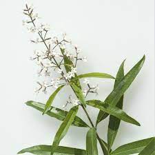 Lemon verbena leaves are used to add a lemon flavor to fish and poultry dishes, vegetable marinades, salad dressings, jams, puddings, greek yogurt and the lemon verbena that i ordered arrived well packed and the roots were still moist. Images Of Lemon Verbena Alousia Trifolia Growing Lemon Verbena Plants General Planting Growing Tips Growing Lemon Verbena Includes A Detailed Plant Profile For This Perennial Herb Cold Hardiness And Tips