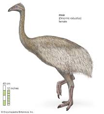 'extinct flightless bird' is a 21 letter phrase starting with e and ending with d. Moa Size Extinction Facts Britannica