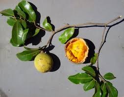 Image result for Landolphia foretiana