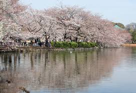 Hanami / 花見 Images?q=tbn:ANd9GcRwpQNHlTcvEu4-wRwrFycoEJRgFko3I_i5d2JDZnR5h1Cb7w74