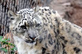 Did You Know That When It Snows My Eyes Did You Know The Fur On The Belly Of A Snow Leopard Is Roughly Five Inches Thick The Long Light Colored Fur Protects Snow Leopard Rare Animals Animal Facts