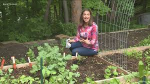 The soil is still warm and the milder temperatures more pleasant. Grow With Kare Plant A Fall Garden Now Kare11 Com