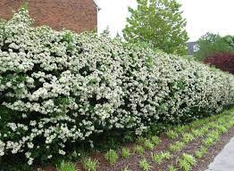 Quels arbustes persistants choisir pour une haie ? Epingle Sur Jardines