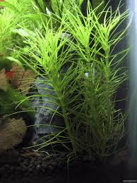 Image result for Pogostemon aquaticus