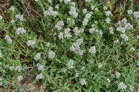 Image result for Corrigiola