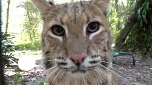 Show me a picture of a bobcat. Hungry Bobcat Sounds Youtube