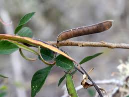 Image result for Galactia striata