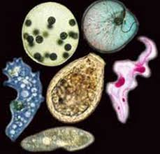 Pengertian Protista Ciri Ciri Dan Jenis Jenisnya