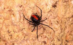 Clean the area with soap and water and put on. Young Man Is First To Die From Spider Bite In Australia For 37 Years