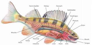 Contraction of the atrium speeds up the blood and drives it into the muscular ventricle, the main pumping chamber of the heart. Internal Anatomy Critical Thinking Alpf Medical Research