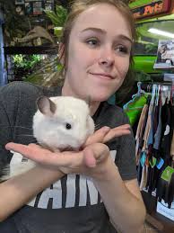 Cloud the chinchilla has officially stolen our hearts! This sweet boy is  available to a responsible and forever home.