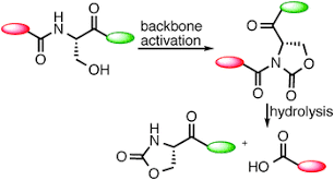 Chemical modification of proteins is a rapidly expanding area in chemical biology. Site Selective Chemical Cleavage Of Peptide Bonds Chemical Communications Rsc Publishing