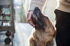 Services offered will vary by provider, but can include hospice, palliative care, pain management, acupuncture & alternative medicine and euthanasia. Pet Euthanasia Mobile Al Wesson Animal Clinic
