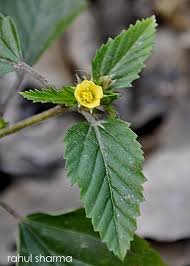 Image result for Malvastrum coromandelianum