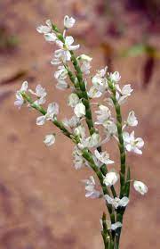 We did not find results for: Mid September Wildflowers New Hampshire Garden Solutions