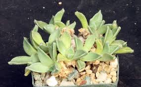 Image result for Nananthus