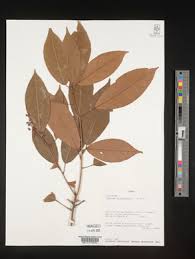 Image result for Rinorea laurentii